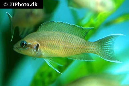 Prinsessen af Burundi (Neolamprologus pulcher)